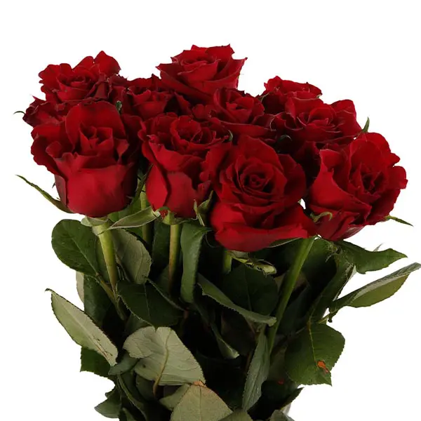 Ever Red
