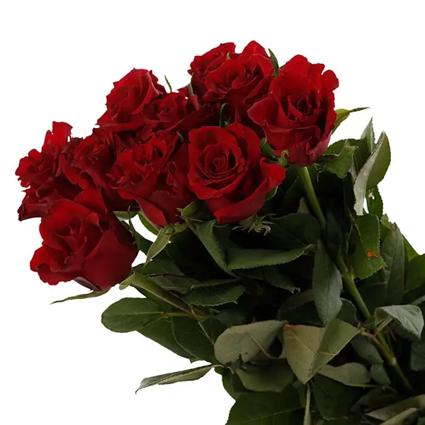 Ever Red