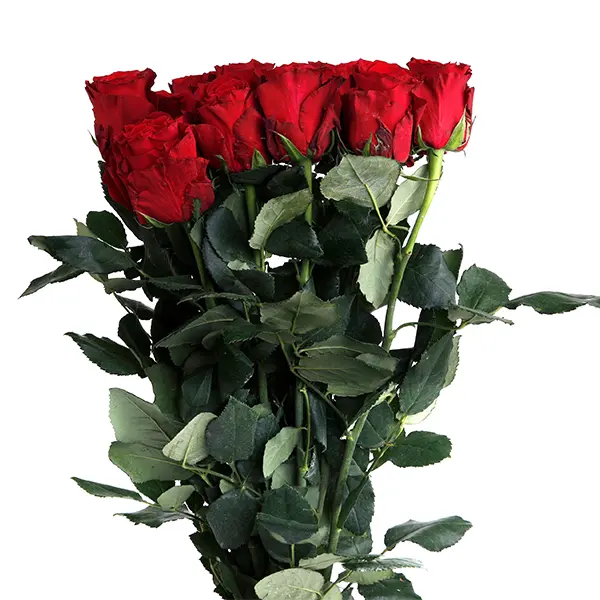 Red Rhodus