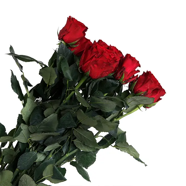 Red Rhodus